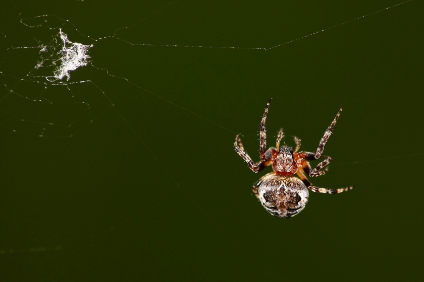 Larinioides cfr suspicax